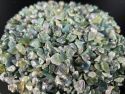AHAT-MAHOVINASTI (5-8 mm) 100 g Cijena