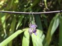 AMETIST-Viseće naušnice (4 cm) Cijena