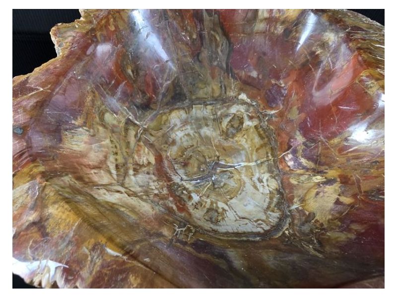 OKAMENJENO DRVO-Ukrasna posuda Cijena Akcija