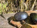 OPSIDIJAN-CRNI-Dugin (6-7 cm) Cijena