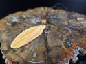 PALO SANTO-Ogrlica s privjeskom “Pero” (7 cm) Cijena