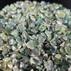 AHAT-MAHOVINASTI (5-8 mm) 100 g